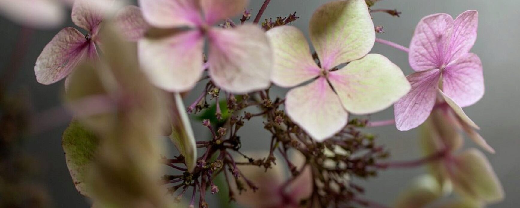 Hortensia