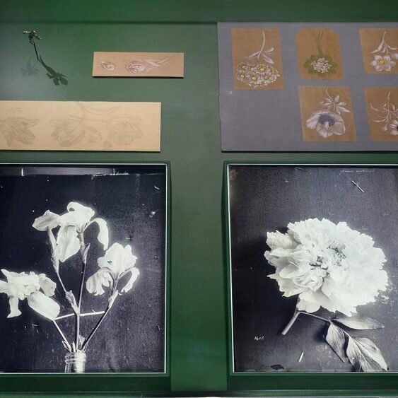 Dess(e)in de Nature Exhibition