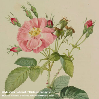 Exhibition Chaumet presents Botanical Beaux-Arts Paris Pierre-Joseph Redouté et Claude Antoine Thory