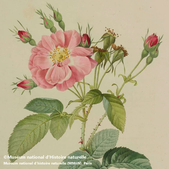 Exhibition Chaumet presents Botanical Beaux-Arts Paris Pierre-Joseph Redouté et Claude Antoine Thory