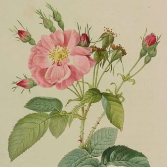 Exhibition Chaumet presents Botanical Beaux-Arts Paris Pierre-Joseph Redouté et Claude Antoine Thory