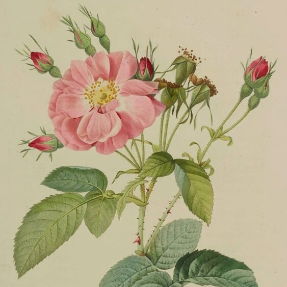 Exhibition Chaumet presents Botanical Beaux-Arts Paris Pierre-Joseph Redouté et Claude Antoine Thory