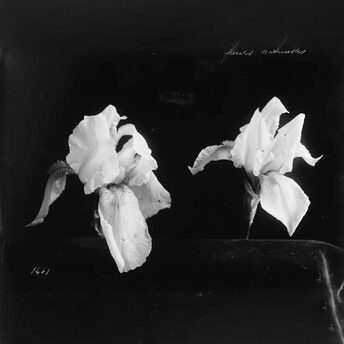 Exhibition Chaumet presents Botanical Beaux-Arts Paris
