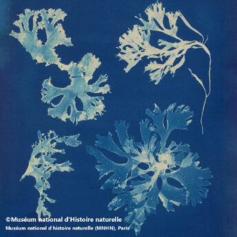 Exhibition Chaumet presents Botanical Beaux-Arts Paris Anna Atkins