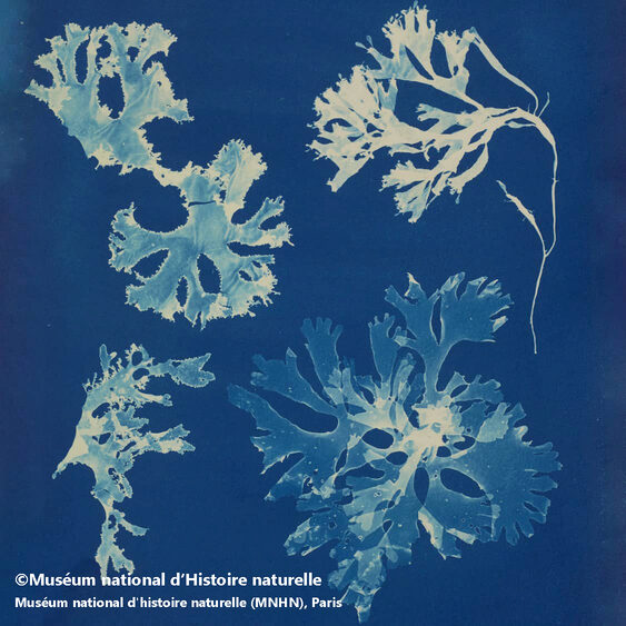 Exhibition Chaumet presents Botanical Beaux-Arts Paris Anna Atkins