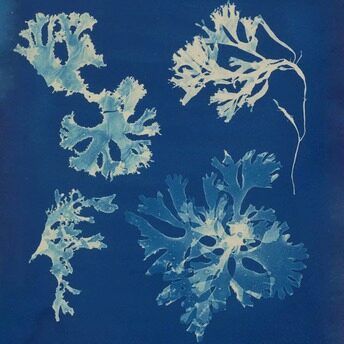 Exhibition Chaumet presents Botanical Beaux-Arts Paris Anna Atkins