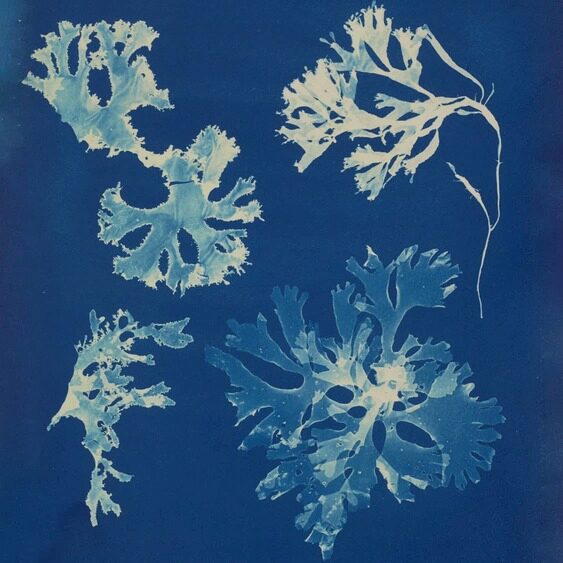 Exhibition Chaumet presents Botanical Beaux-Arts Paris Anna Atkins