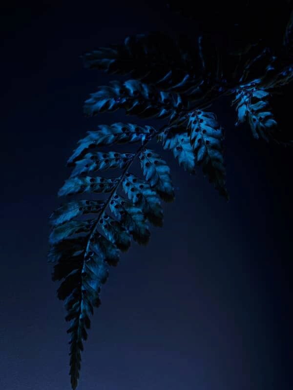 Le Jardin de Chaumet High Jewellery Fern